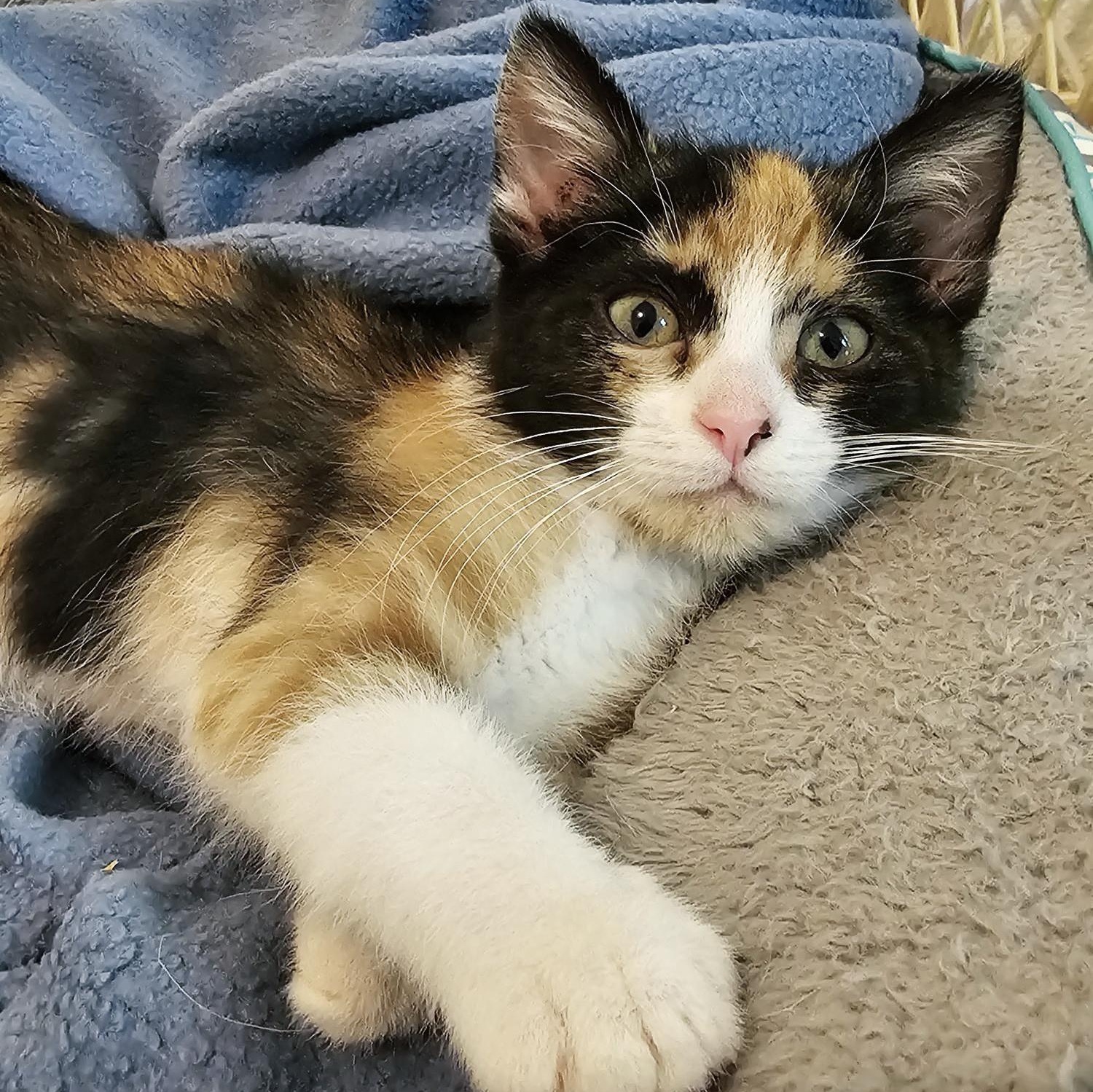 Rosie - Super Cute Calico, a ADOPTABLE Calico in Hoquiam, WA image 2/3