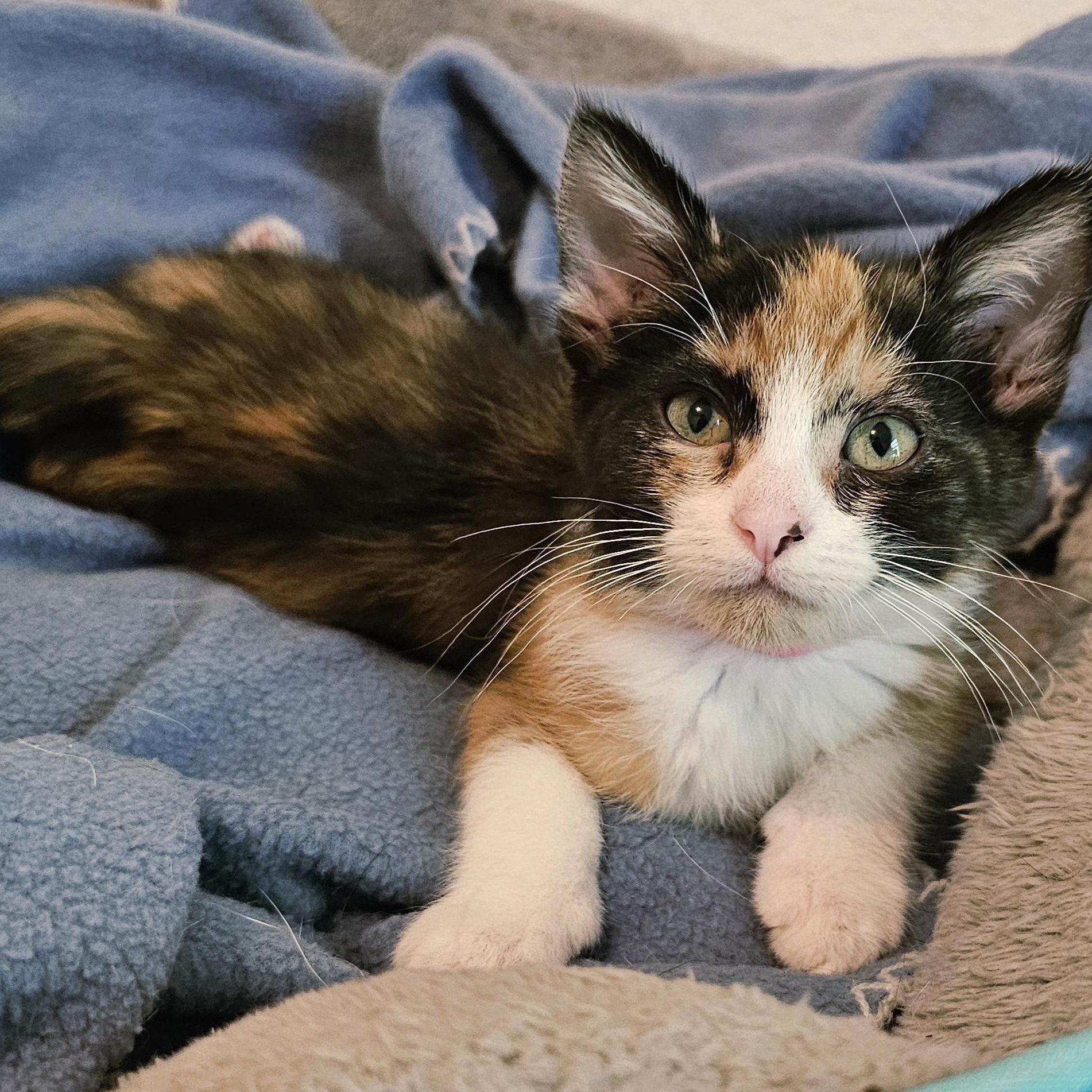 Rosie - Super Cute Calico, a ADOPTABLE Calico in Hoquiam, WA image 3/3
