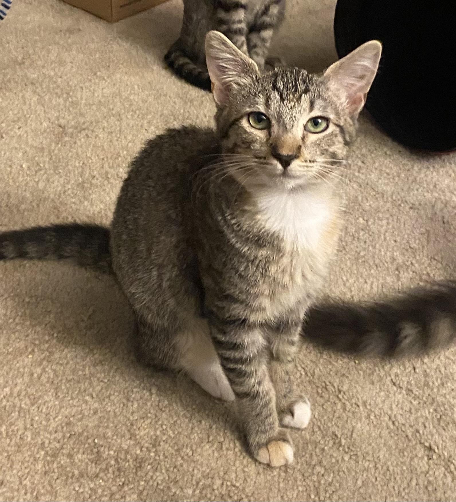 Enlarge Nala, a ADOPTABLE mixed breed in Renton, WA image 1/5