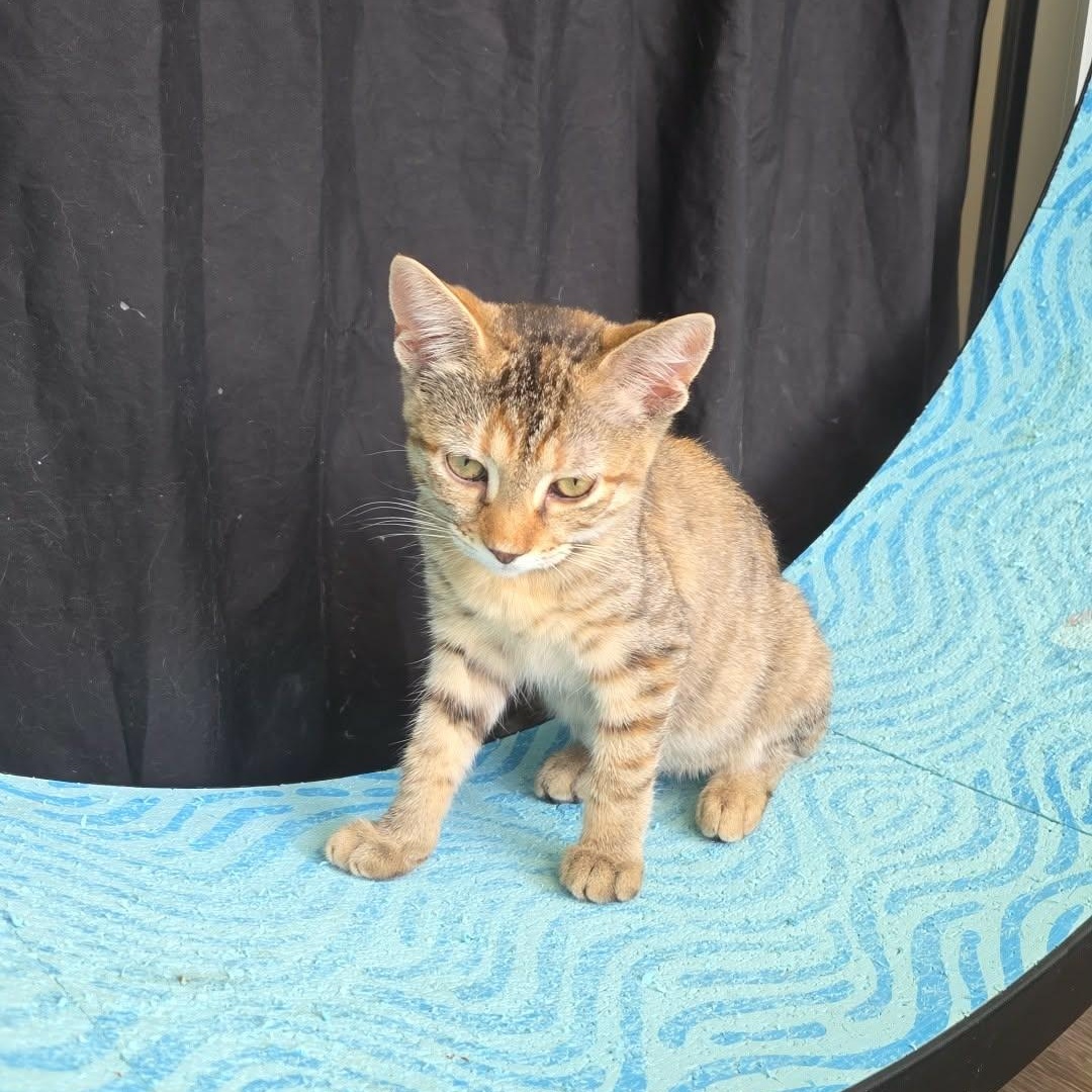 Xena, ADOPTABLE, Kitten Female Domestic Short Hair.
