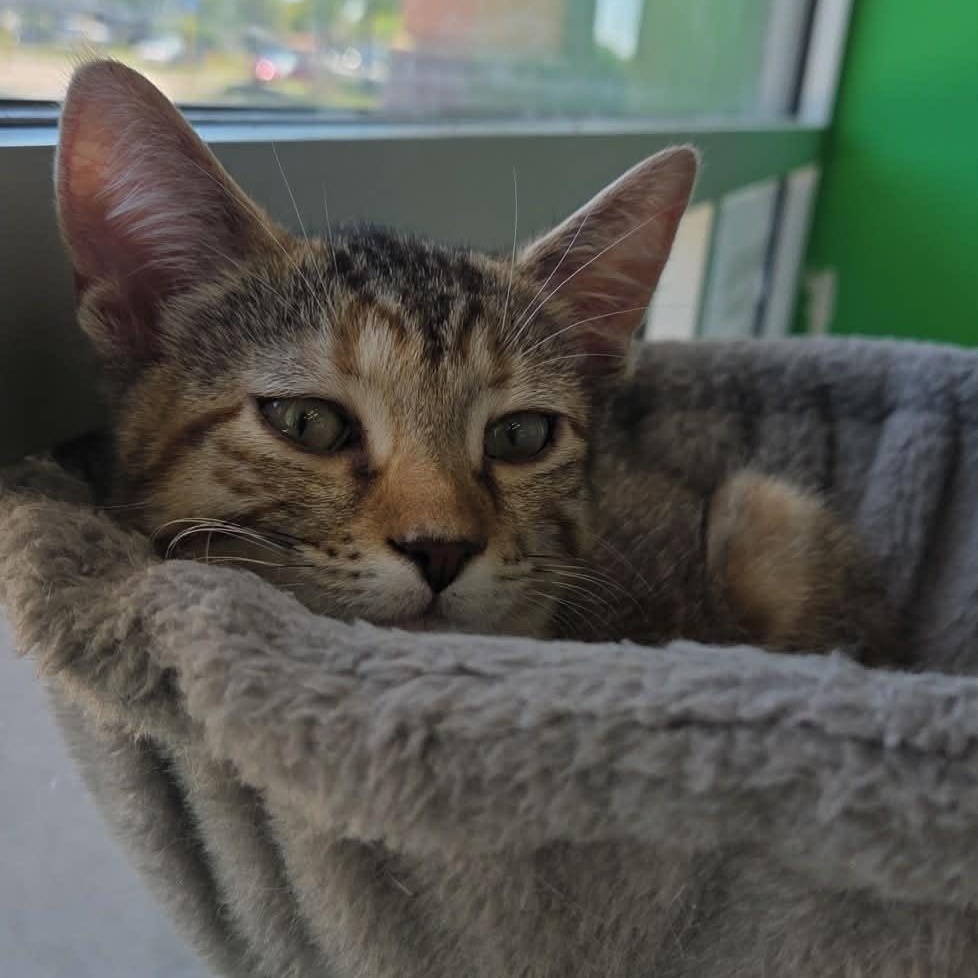 Enlarge Xena, a ADOPTABLE Domestic Short Hair in Rochester, NY image 4/6