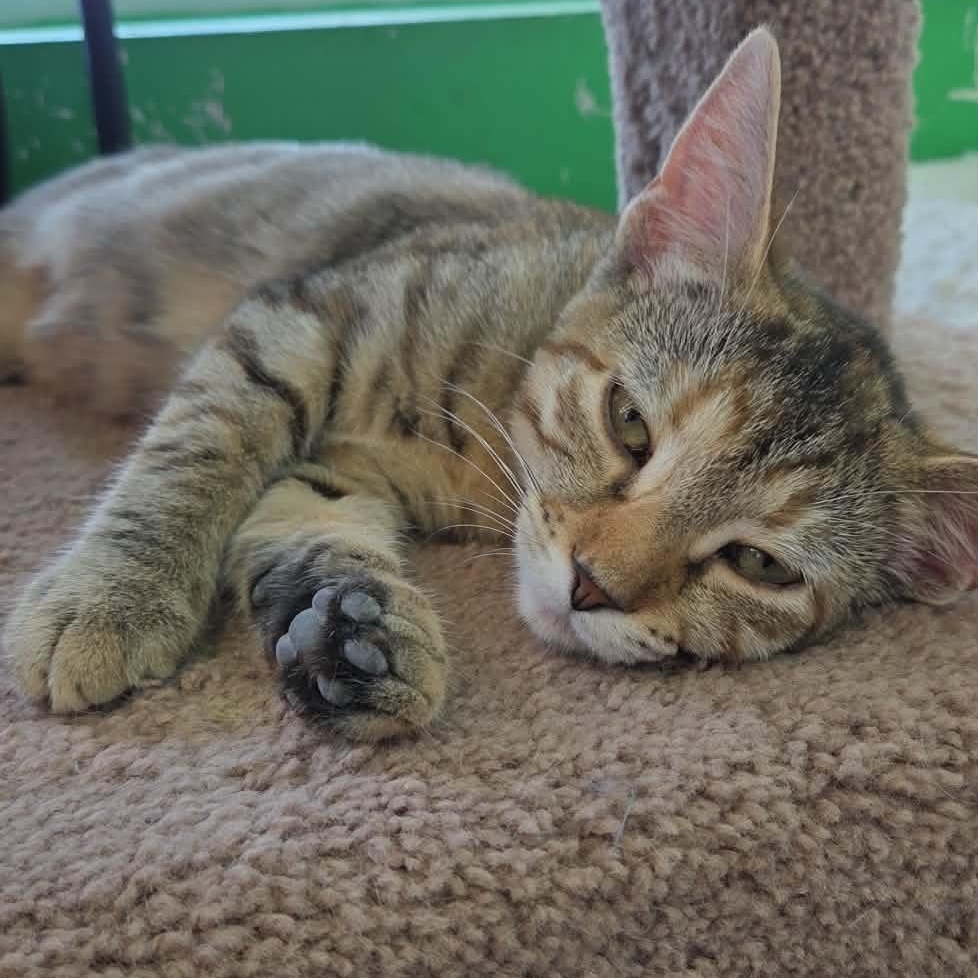 Enlarge Xena, a ADOPTABLE Domestic Short Hair in Rochester, NY image 3/6