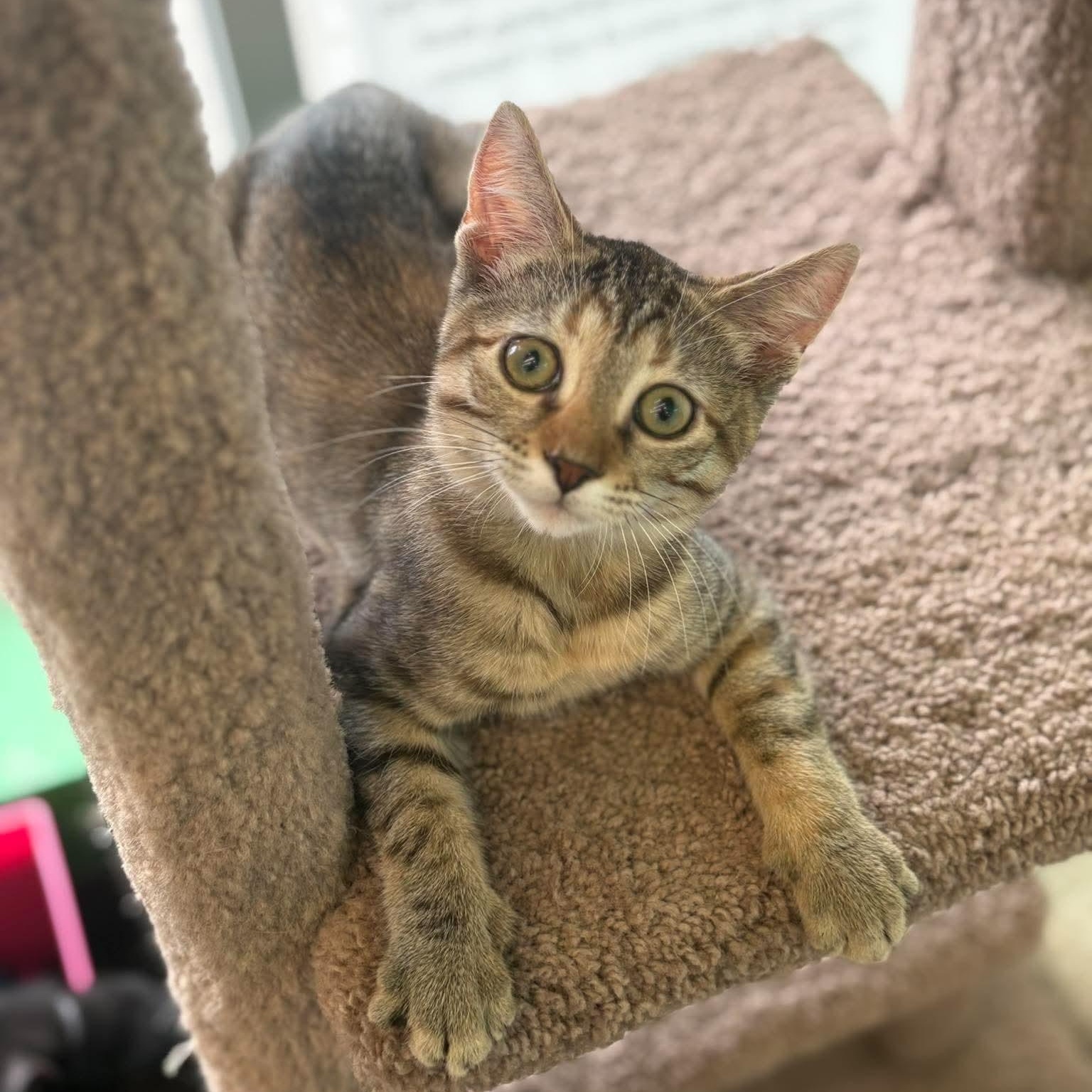 Enlarge Xena, a ADOPTABLE Domestic Short Hair in Rochester, NY image 2/6