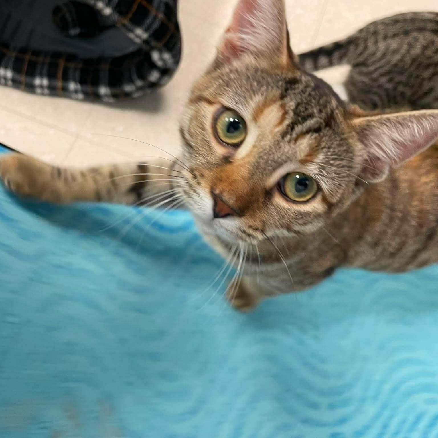 Enlarge Xena, a Adoptable Domestic Short Hair in Rochester, NY image 2/6
