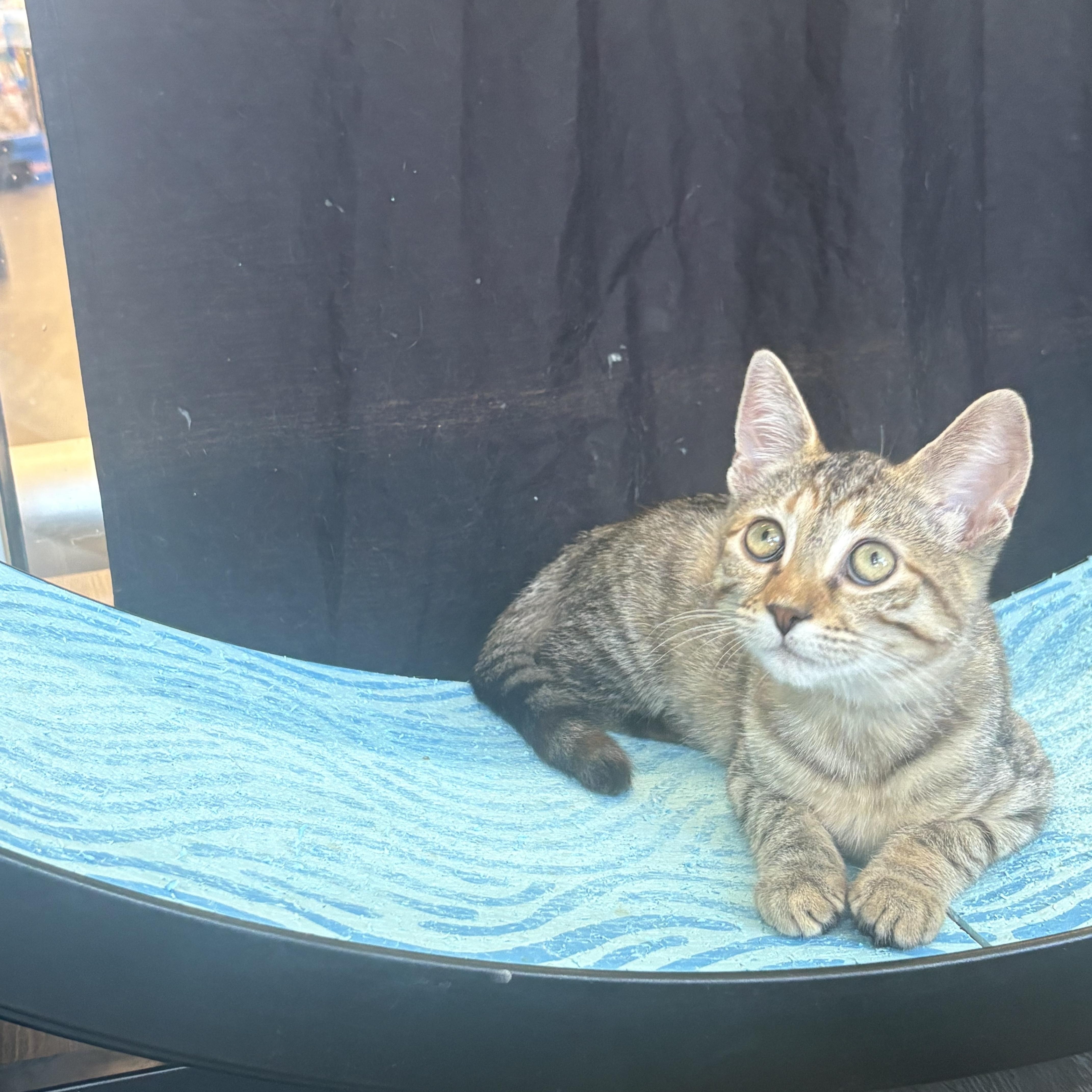 Enlarge Xena, a ADOPTABLE Domestic Short Hair in Rochester, NY image 6/6