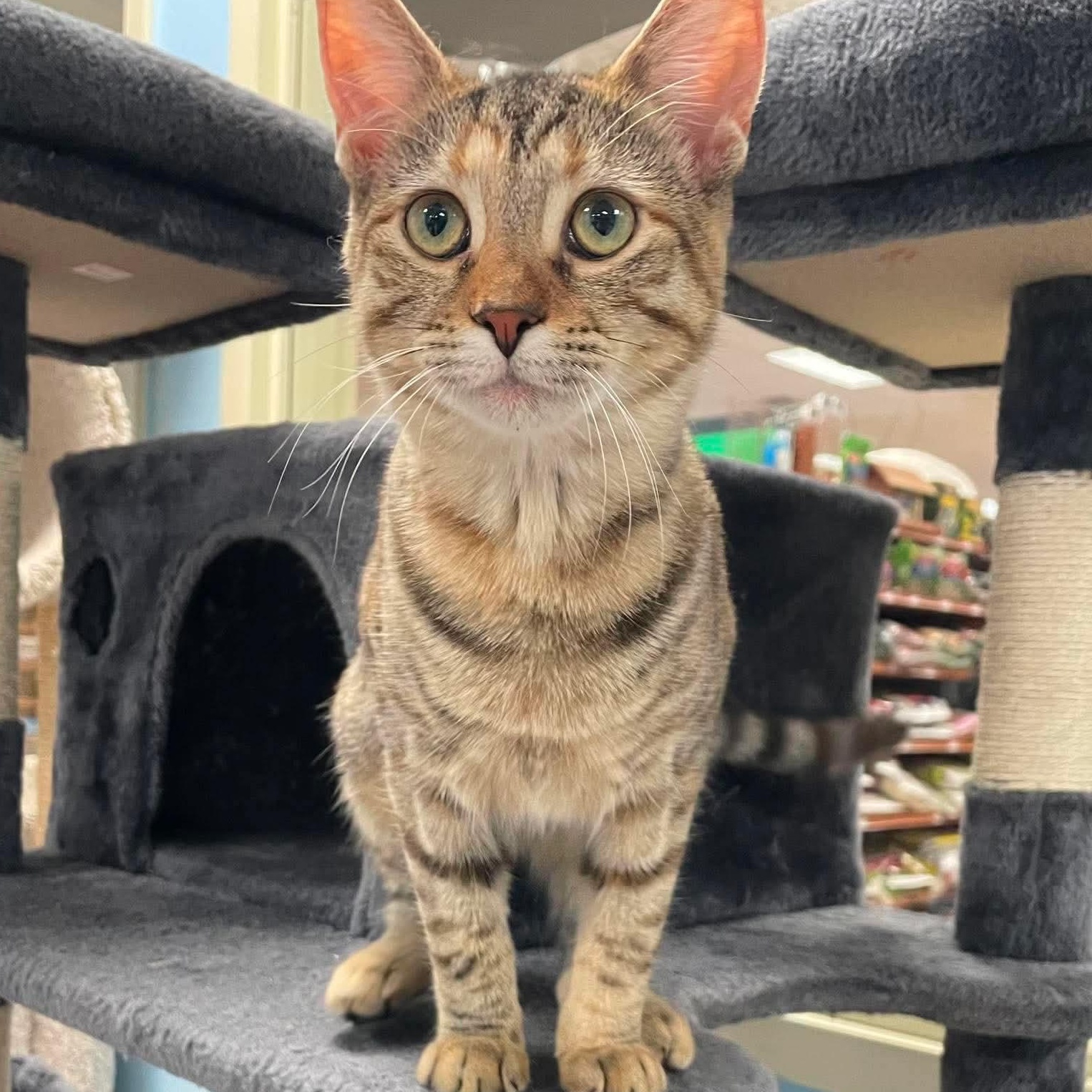 Enlarge Xena, a Adoptable Domestic Short Hair in Rochester, NY image 4/6