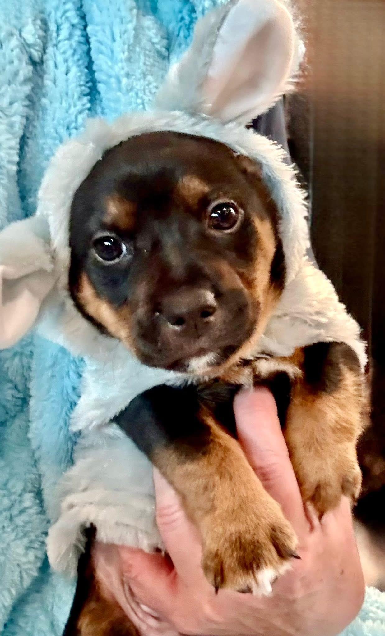 Enlarge Arlo, a Adoptable mixed breed in Rockwall, TX image 2/3