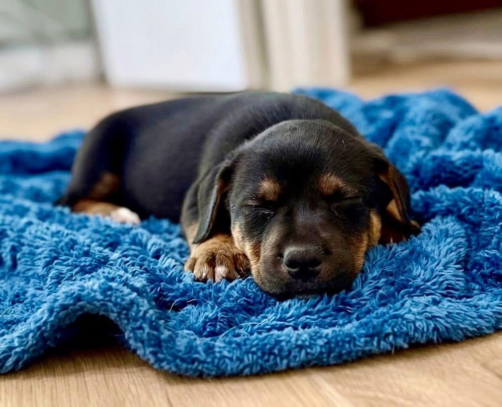 Enlarge Arlo, a Adoptable mixed breed in Rockwall, TX image 3/3