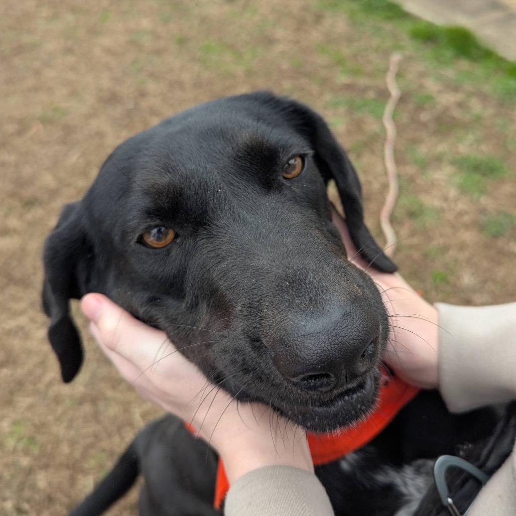 Waldon, Adoptable, Adult Male Mixed Breed.