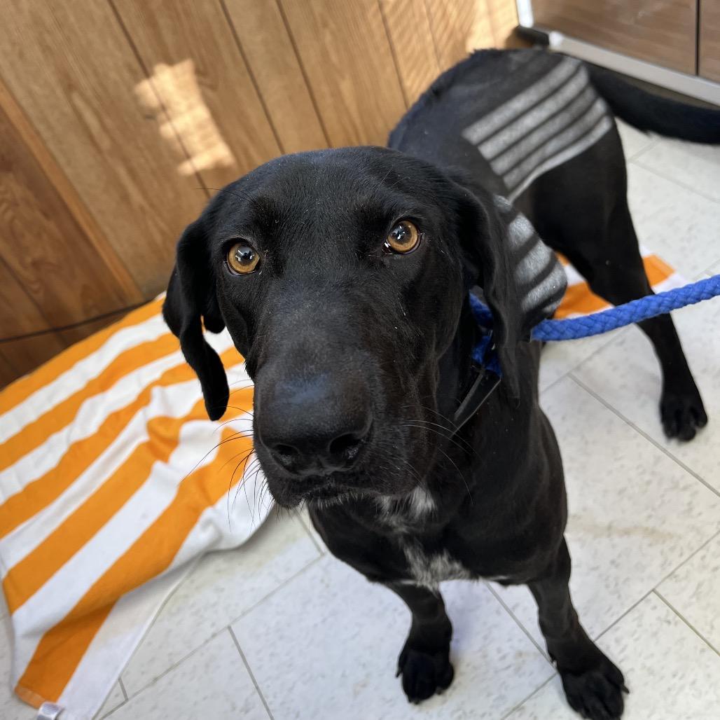 Waldon, a Adoptable Mixed Breed in Columbiana, AL image 1/2