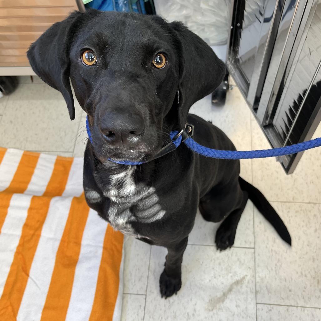 Waldon, a Adoptable Mixed Breed in Columbiana, AL image 2/2