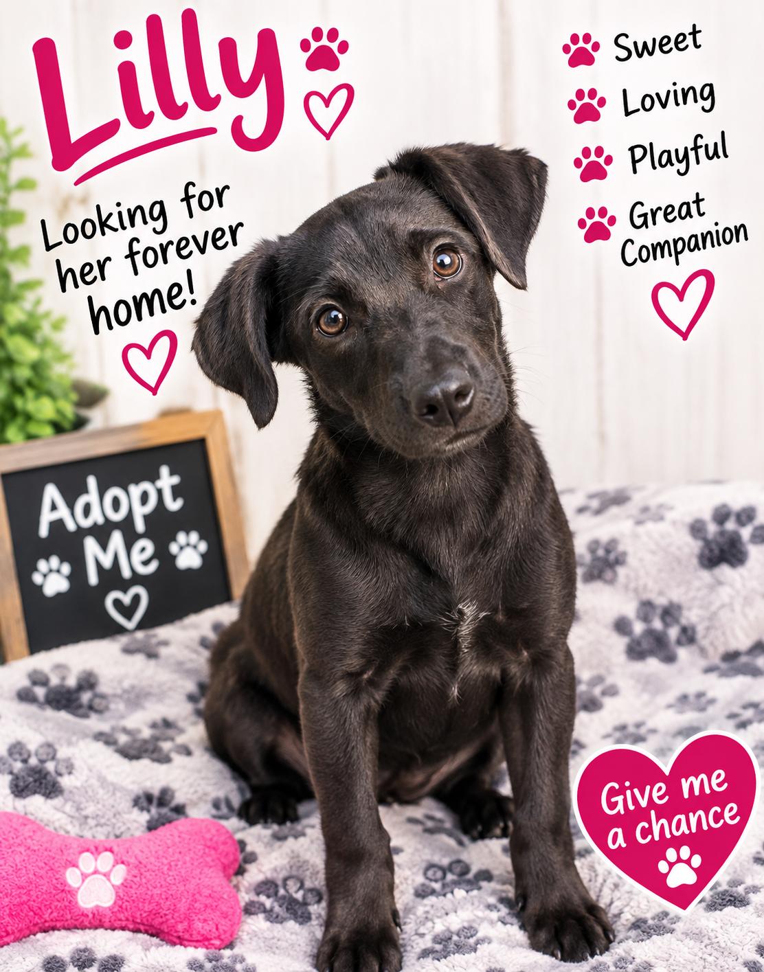 Enlarge Lilly, a Adoptable mixed breed in thomson, GA image 1/1