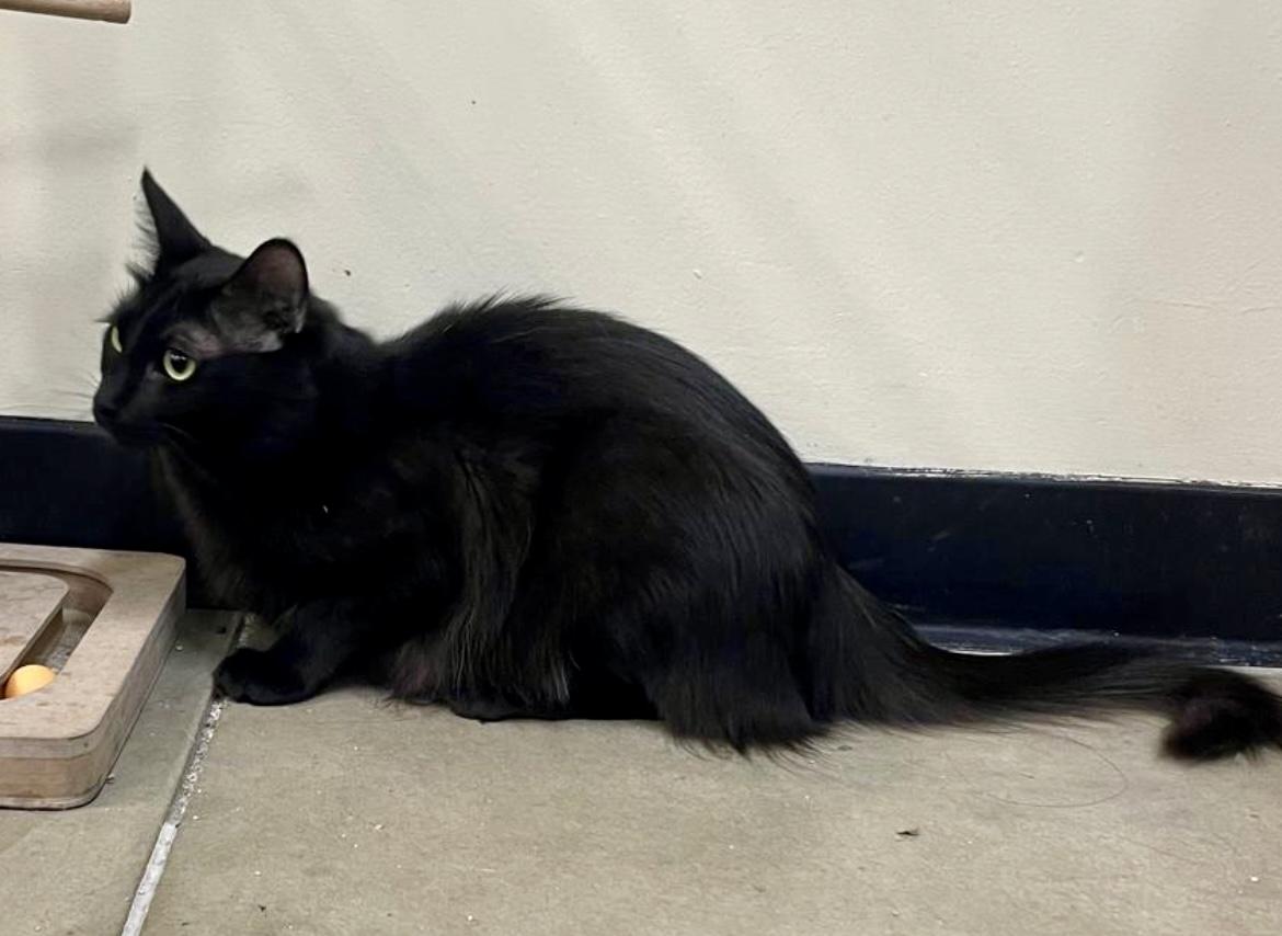 Tank ~ FIV Kitty