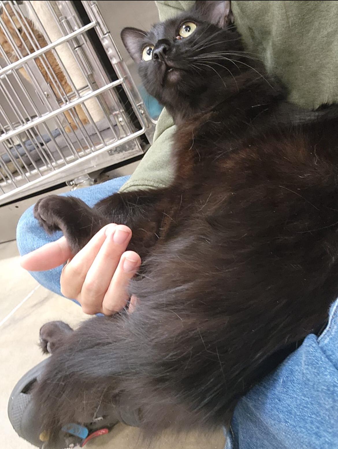 Tank ~ FIV Kitty