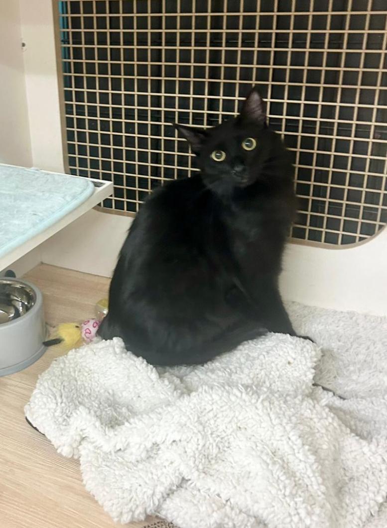 Tank ~ FIV Kitty