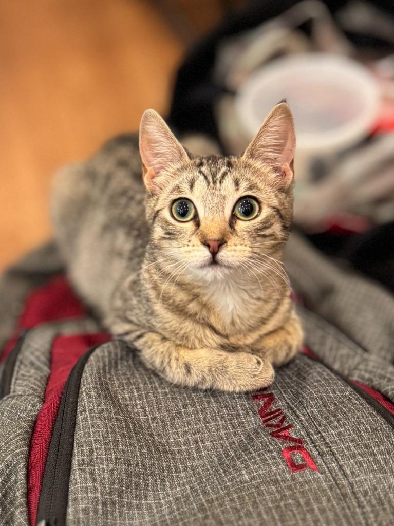 Cannoli (meet me in the Cat Lounge!), Adoptable, Kitten Female Domestic Short Hair.