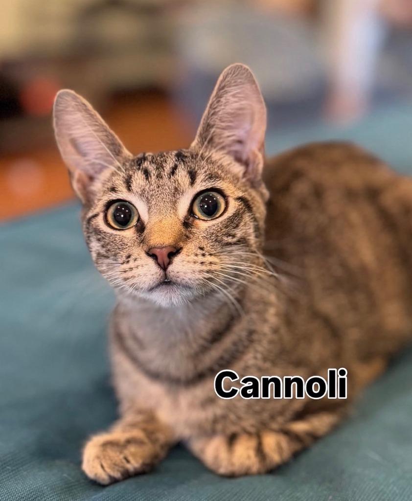 Cannoli (meet me in the Cat Lounge!), a Adoptable mixed breed in Brooklyn, NY image 2/2