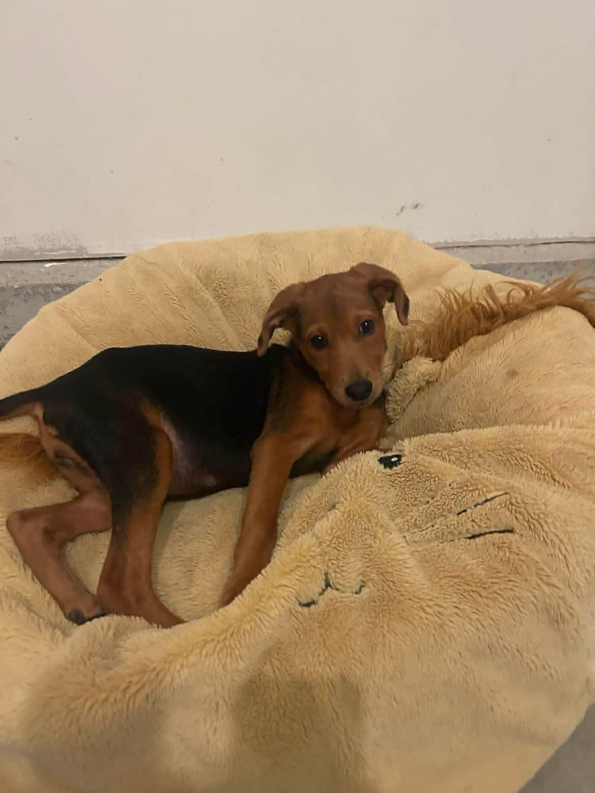 Lily, Adoptable, Puppy Female Coonhound & Labrador Retriever.
