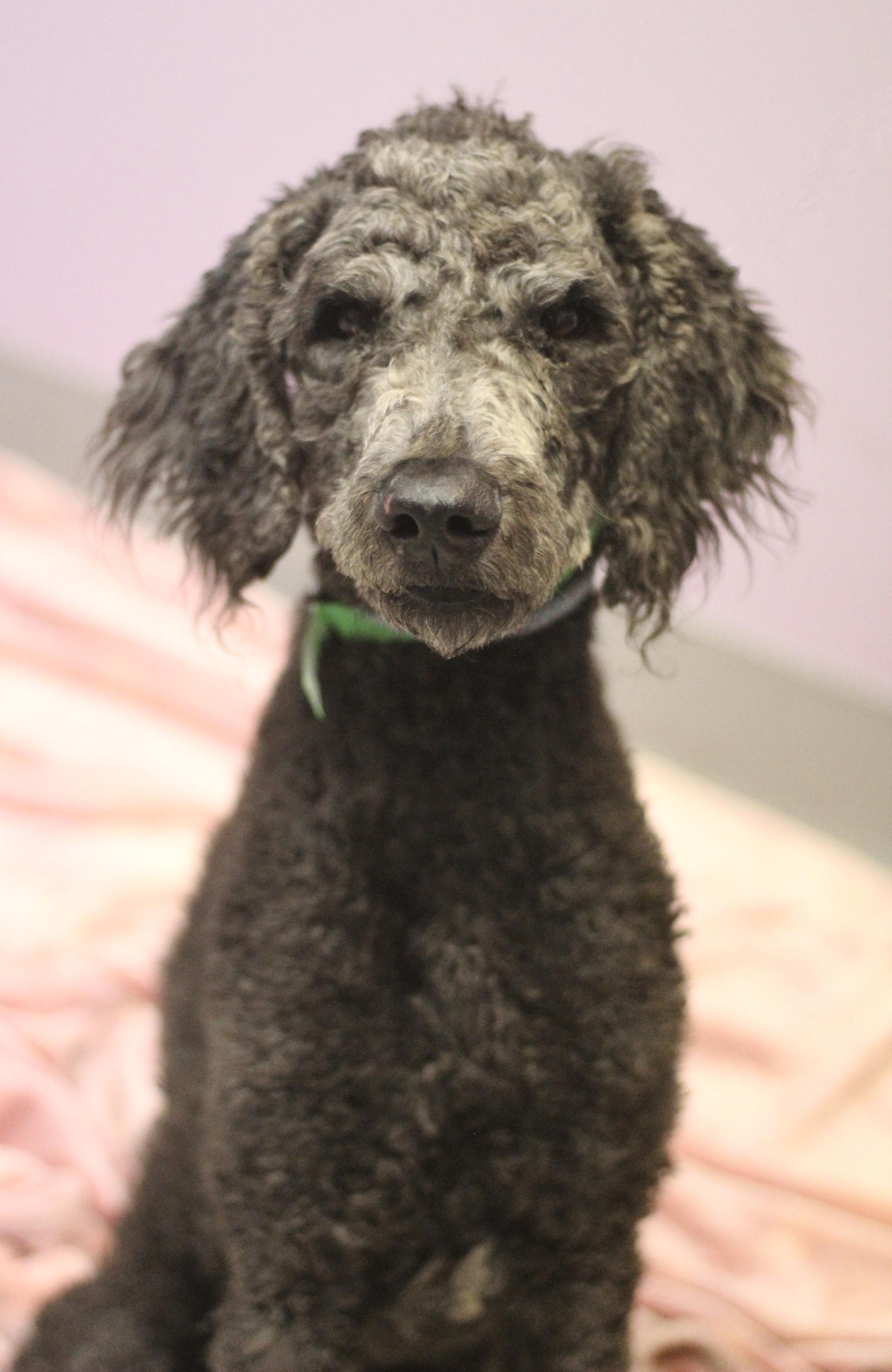 Enlarge Memphis in NH! Come Meet our Adoptable Dogs Wednesday-Saturday. More info in Bio! , an adopted mixed breed in Manchester, NH image 2/2