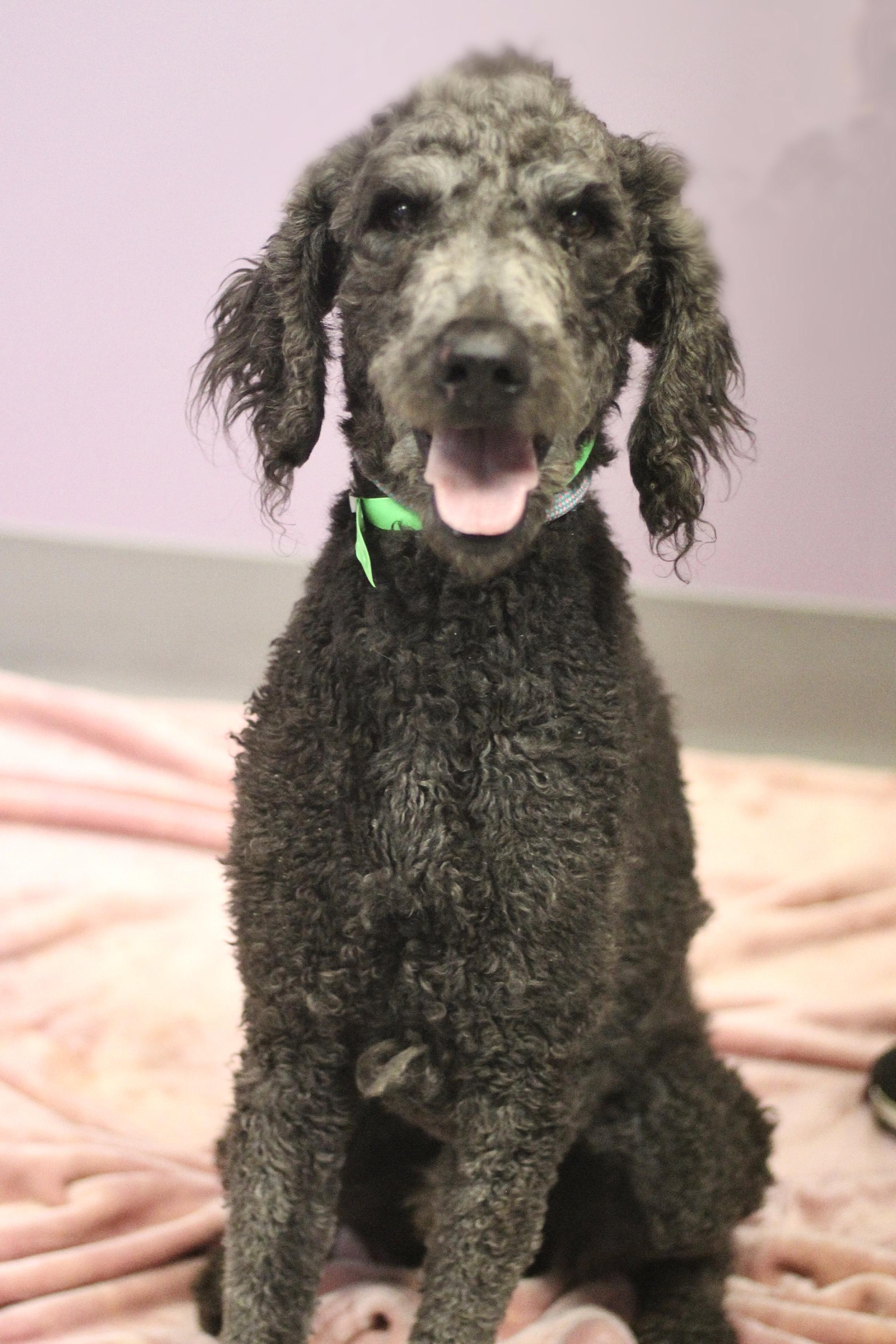 Enlarge Memphis in NH! Come Meet our Adoptable Dogs Wednesday-Saturday. More info in Bio! , an adopted mixed breed in Manchester, NH image 1/2