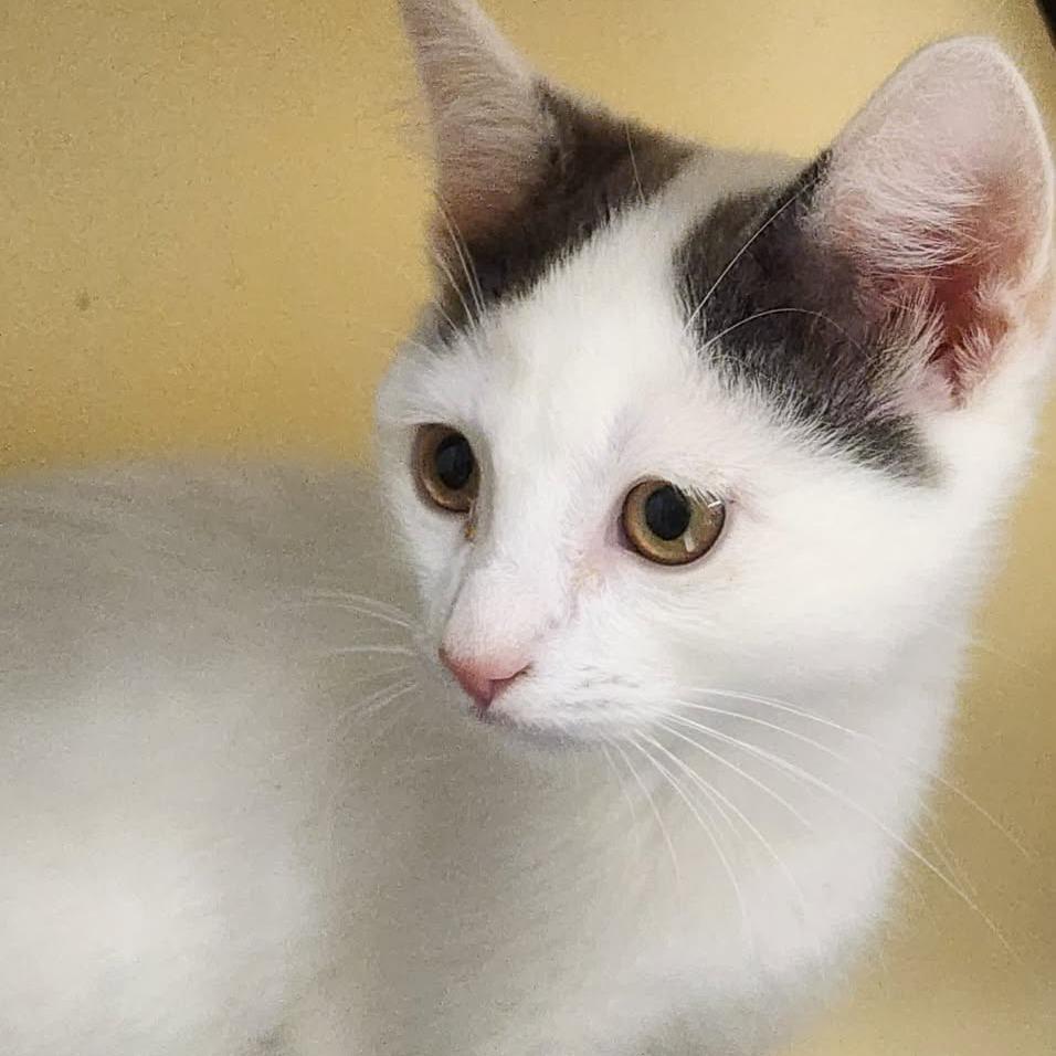Bobby, Adoptable, Kitten Male Domestic Short Hair.