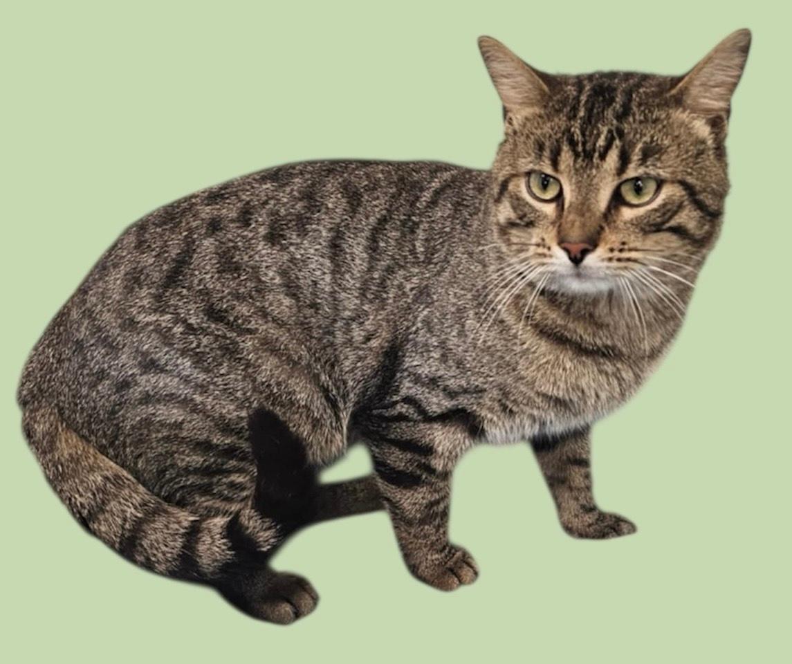 Enlarge Howie, a Adoptable mixed breed in New Castle, IN image 1/1