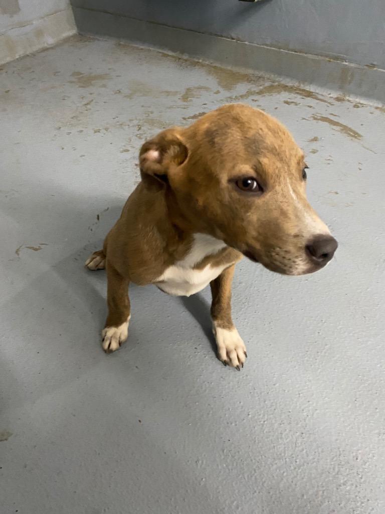 Enlarge Maple, a Adoptable mixed breed in Cartersville , GA image 1/1