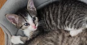 Enlarge Alto, a Adoptable mixed breed in Bellevue, NE image 1/4