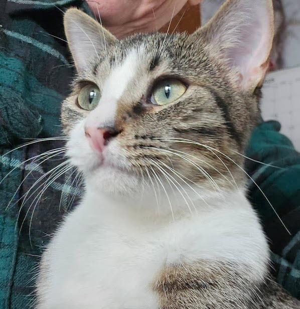 Enlarge Alto, a Adoptable mixed breed in Bellevue, NE image 2/4