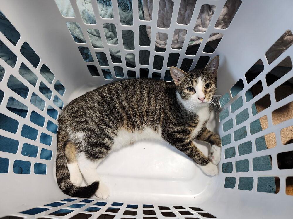 Enlarge Alto, a Adoptable mixed breed in Bellevue, NE image 3/4