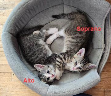 Enlarge Alto, a Adoptable mixed breed in Bellevue, NE image 4/4