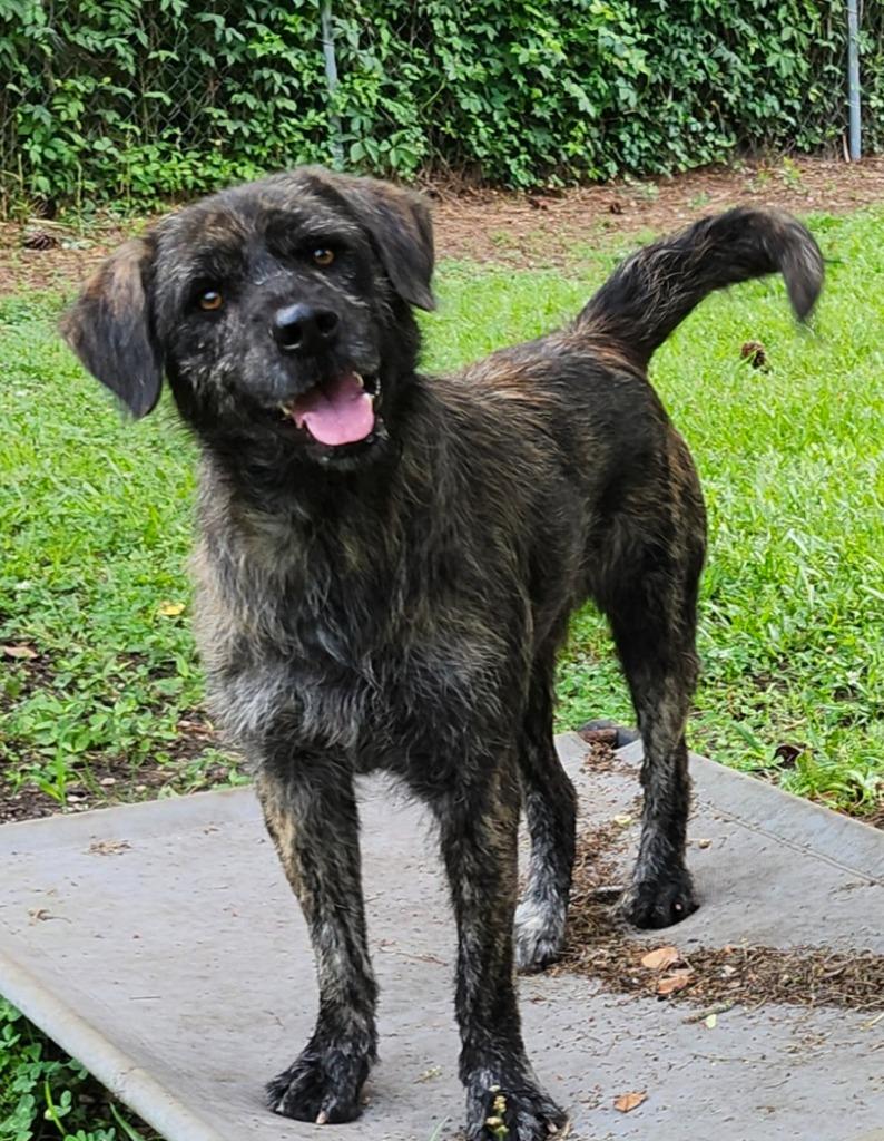 Scruffy, Adoptable, Young Male Terrier & Poodle.