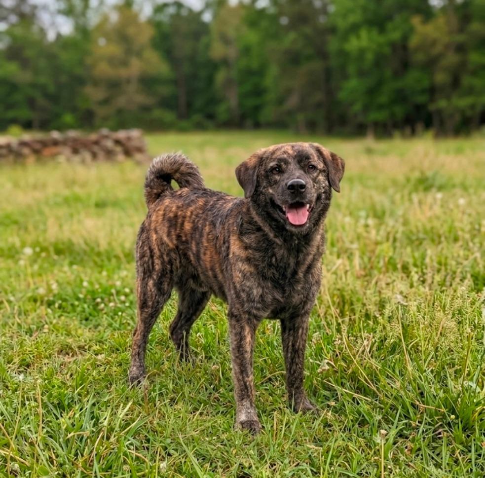 Enlarge Scruffy, a Adoptable mixed breed in Hardeeville, SC image 2/3