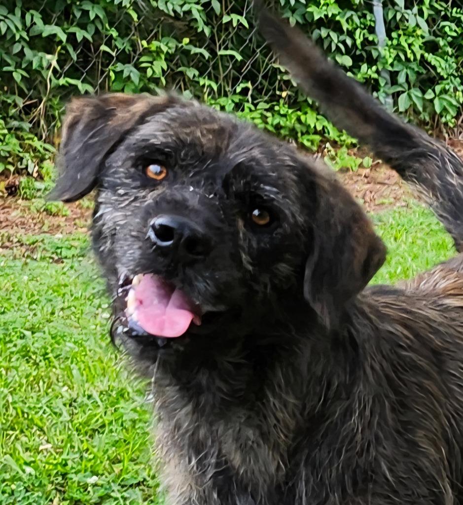 Enlarge Scruffy, a Adoptable mixed breed in Hardeeville, SC image 2/2