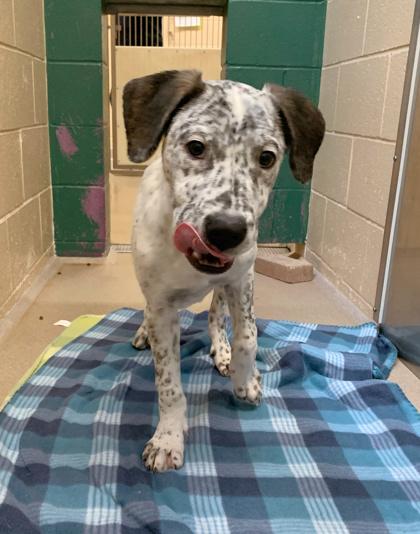 Enlarge Boudreaux, a Adoptable mixed breed in Madison, WI image 1/3