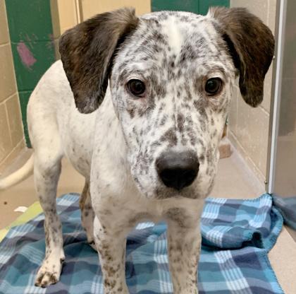 Enlarge Boudreaux, a Adoptable mixed breed in Madison, WI image 2/3