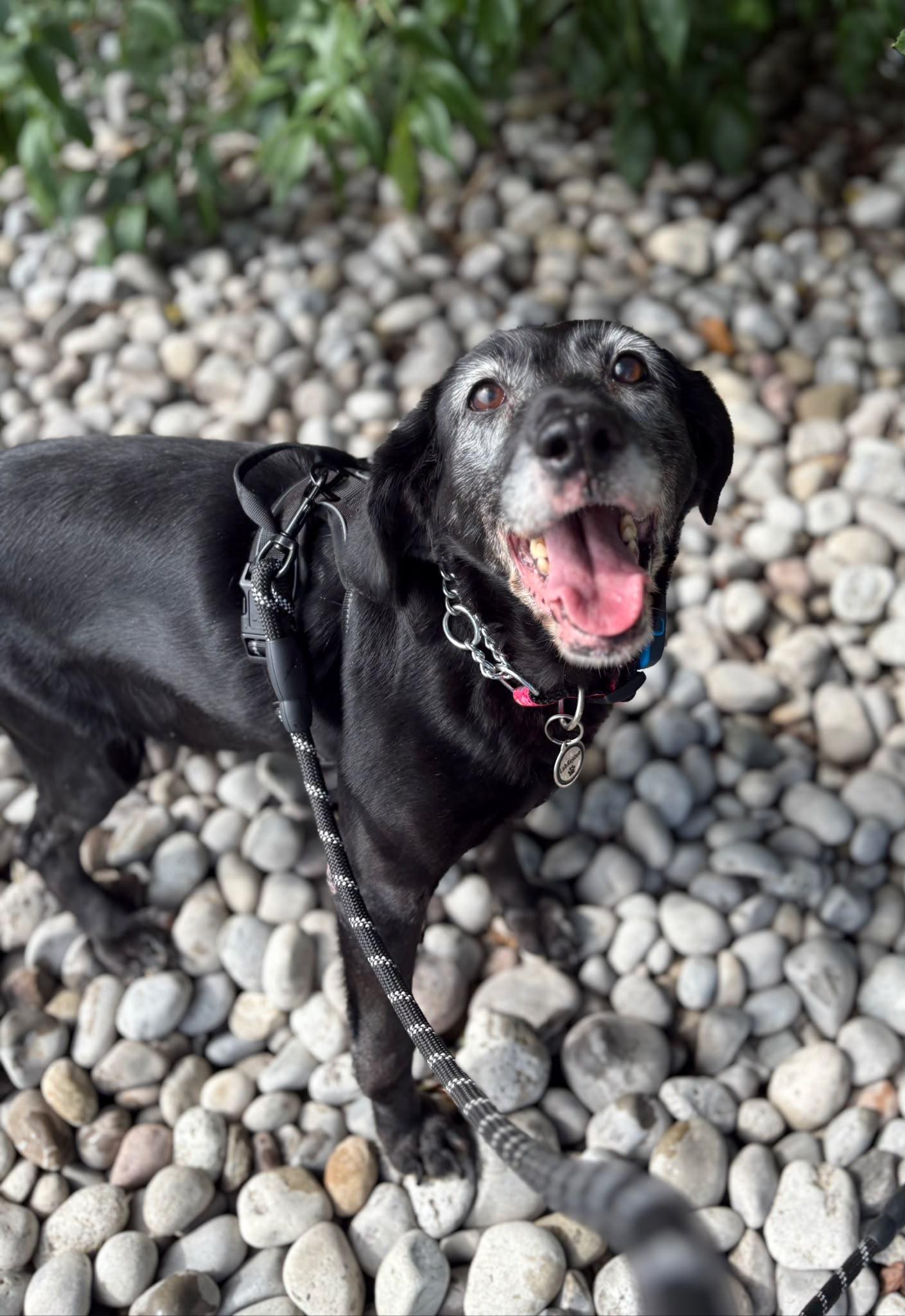 Enlarge Baby, a Adoptable Labrador Retriever in Oakville, ON image 3/6