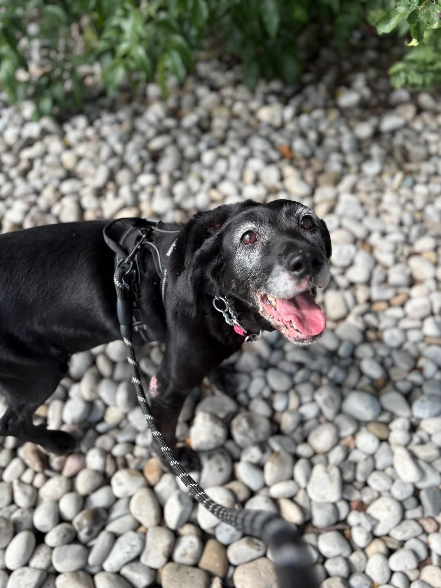 Enlarge Baby, a Adoptable Labrador Retriever in Oakville, ON image 4/6