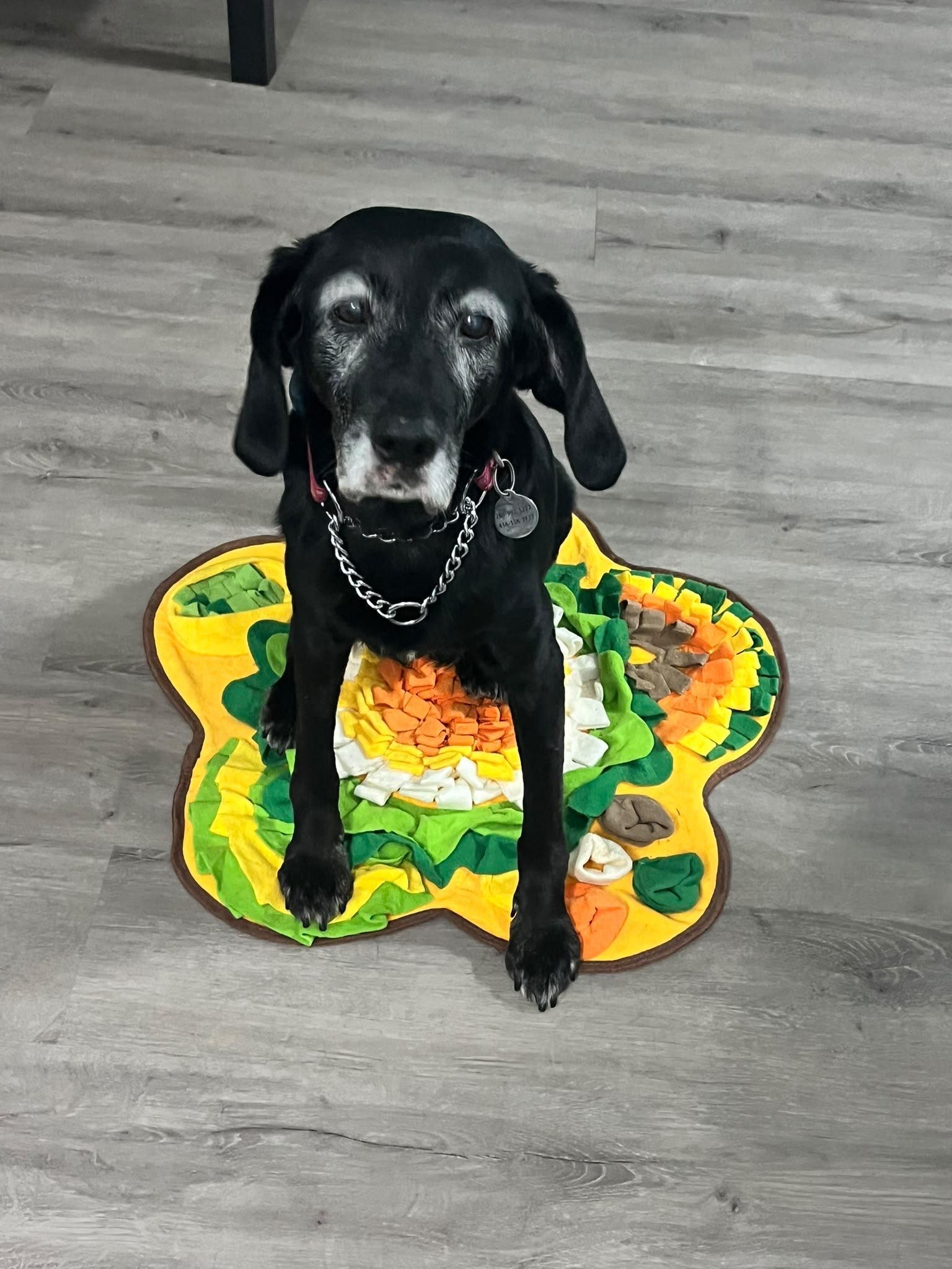 Enlarge Baby, a Adoptable Labrador Retriever in Oakville, ON image 2/6