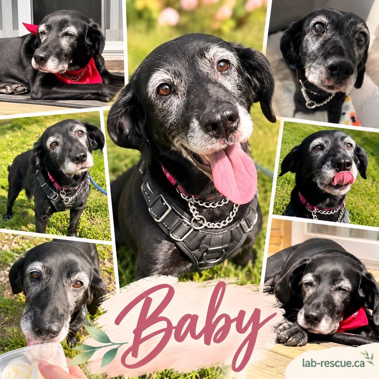 Baby, Adoptable, Senior Female Labrador Retriever.