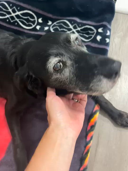 Enlarge Baby, a Adoptable Labrador Retriever in Oakville, ON video 6/6