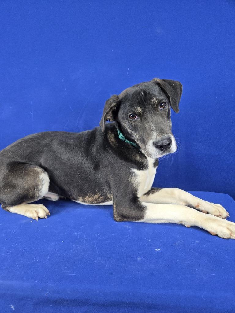 Enlarge Pippy Longstockings, a Adoptable Mixed Breed in Ruston, LA image 1/6