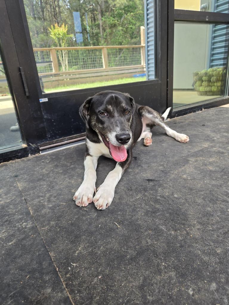 Enlarge Pippy Longstockings, a Adoptable Mixed Breed in Ruston, LA image 2/6
