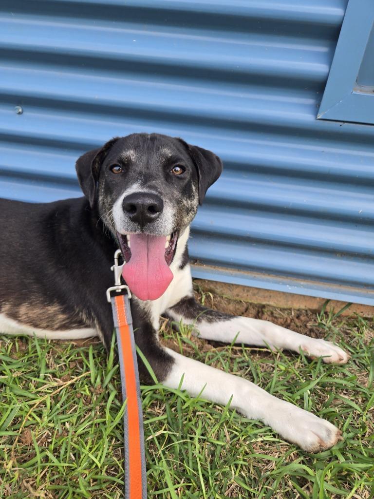 Enlarge Pippy Longstockings, a Adoptable Mixed Breed in Ruston, LA image 2/6