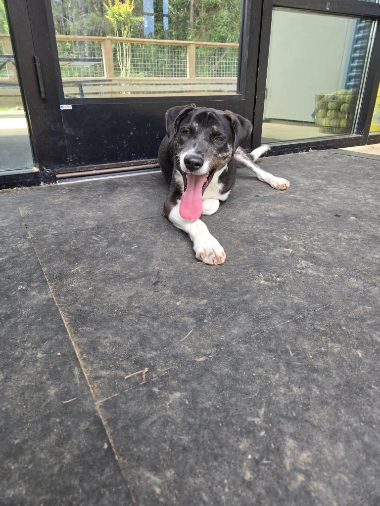 Enlarge Pippy Longstockings, a Adoptable Mixed Breed in Ruston, LA image 4/6