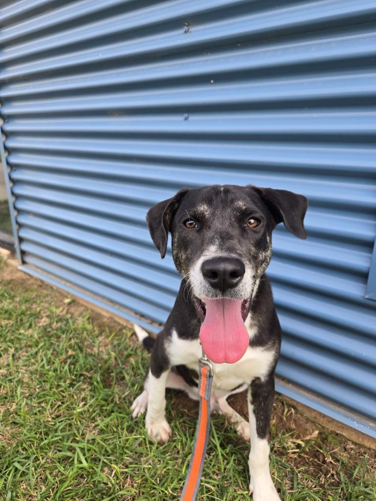 Enlarge Pippy Longstockings, a Adoptable Mixed Breed in Ruston, LA image 5/6
