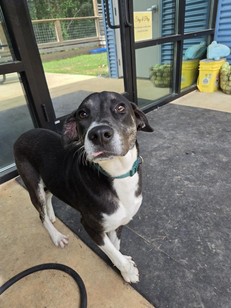 Enlarge Pippy Longstockings, a Adoptable Mixed Breed in Ruston, LA image 6/6