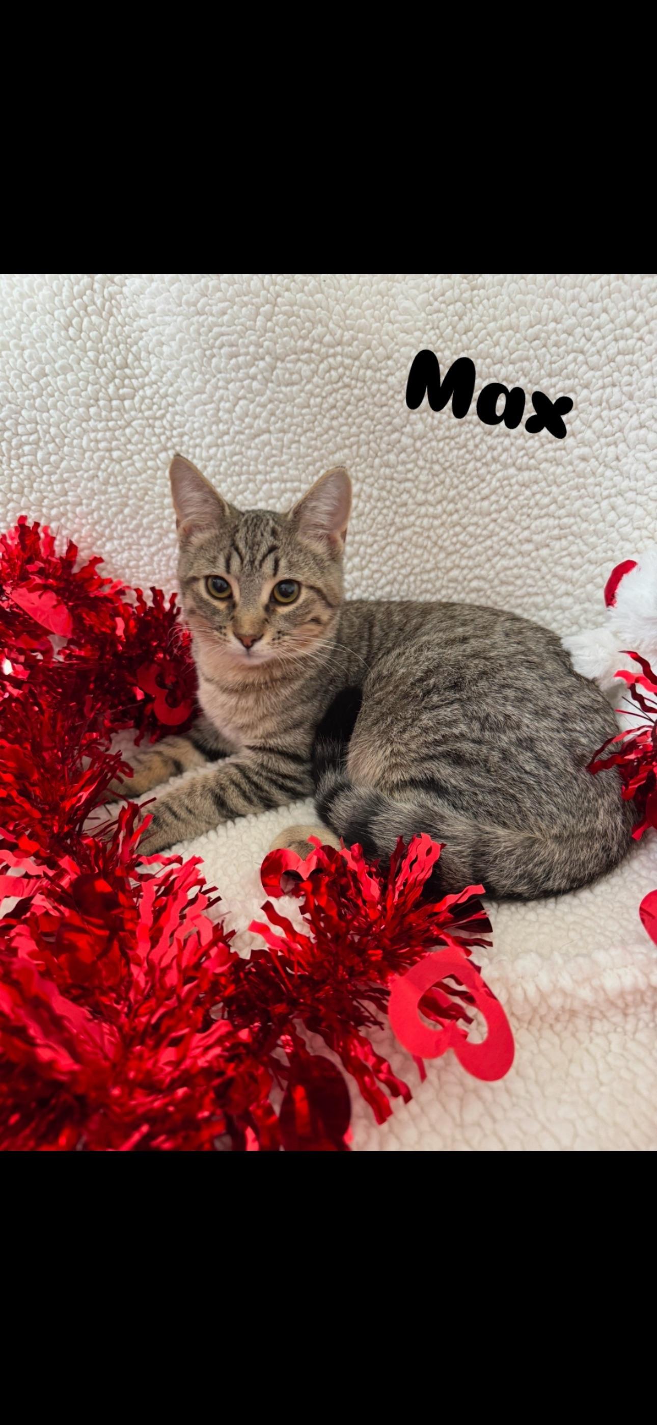Max, Adopted, Young Male Domestic Short Hair.