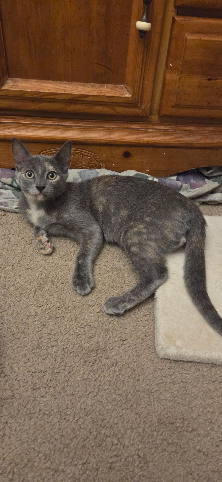 Enlarge Chai , an adopted Dilute Tortoiseshell in Seaford, NY image 6/6