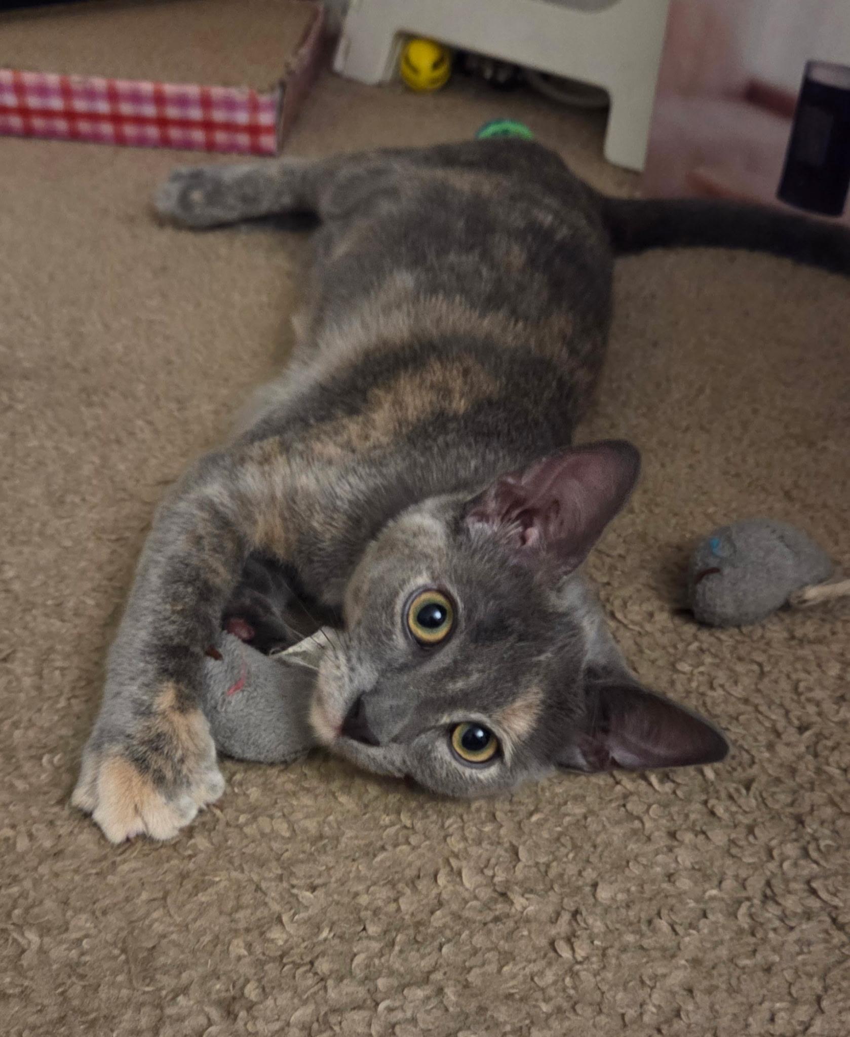 Enlarge Chai , an adopted Dilute Tortoiseshell in Seaford, NY image 3/6